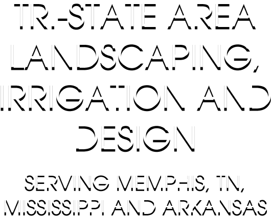 Immaculate Landscape Olive Branch Landscaping, Irrigation, - Calligraphy (630x520), Png Download