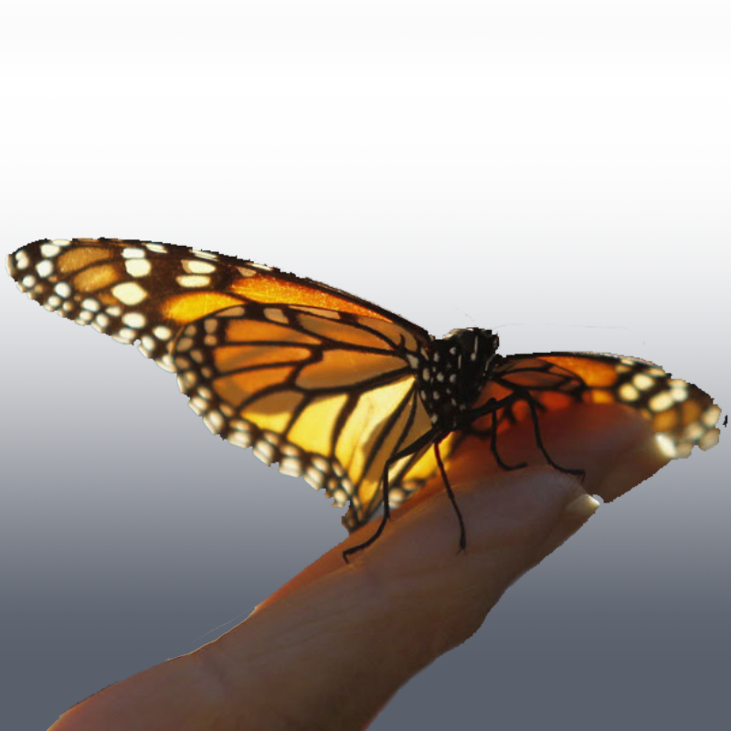 Monarchs Mysteriously Arrive At The Same Remote Wintering - Ultimo Dia Do Ano Com Imagens (800x800), Png Download