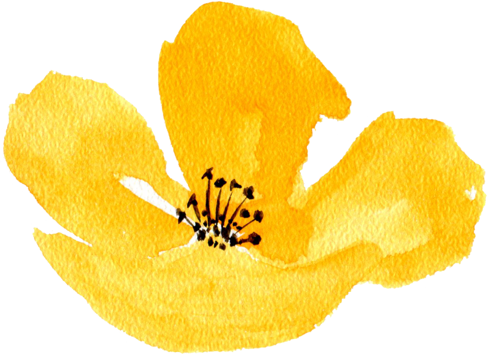 Yellow Poppy - Calochortus (1000x725), Png Download