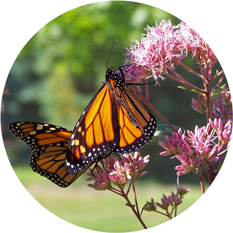 Gardening Basics Grow Milkweed To Help Monarch Butterflies - Butterfly Nature Quotes (800x800), Png Download