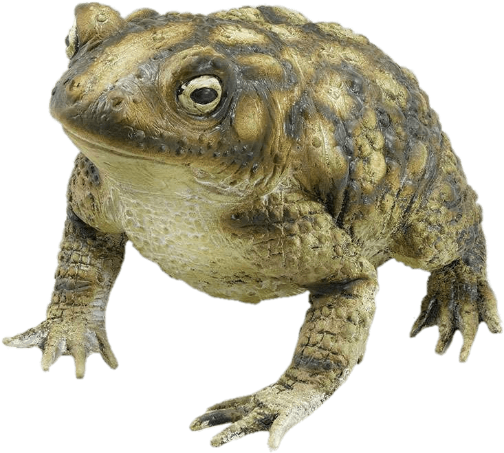 Animals - Toads - Plastic Toad (843x800), Png Download