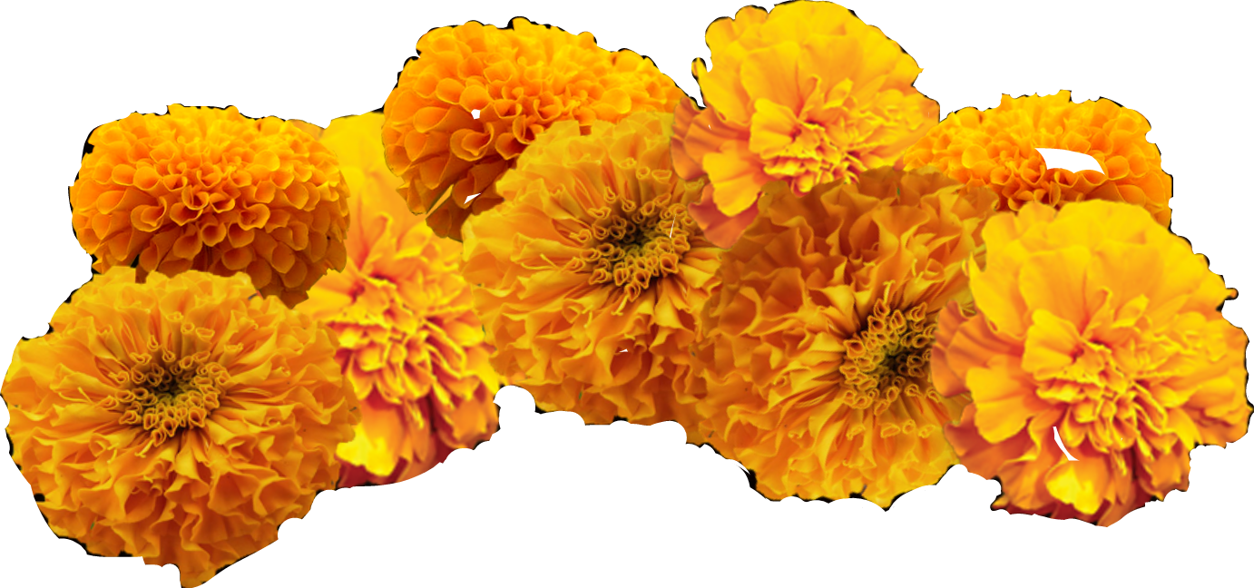 Marigold Clipart Cempazuchitl - Cempasuchil Clipart (1382x648), Png Download