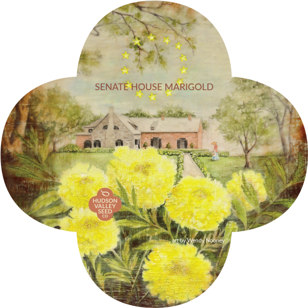 Senat House Marigold Quatrefoil - Chrysanths (800x600), Png Download