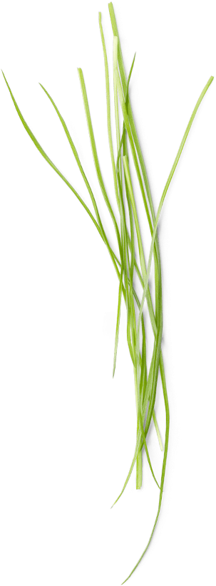 Savage Garden Fragrance Sticks - Hierochloe (1040x1040), Png Download