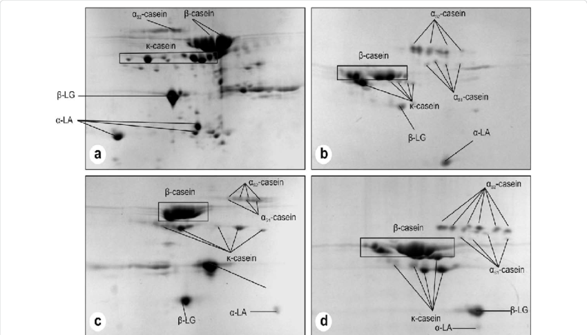 2-de Of Goat Milk Proteins - Diagram (850x485), Png Download