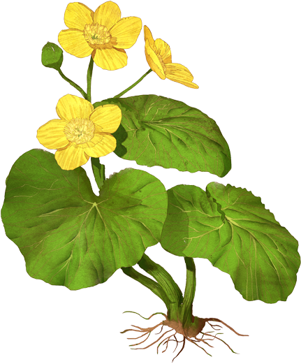 Wood Sorrel (472x760), Png Download
