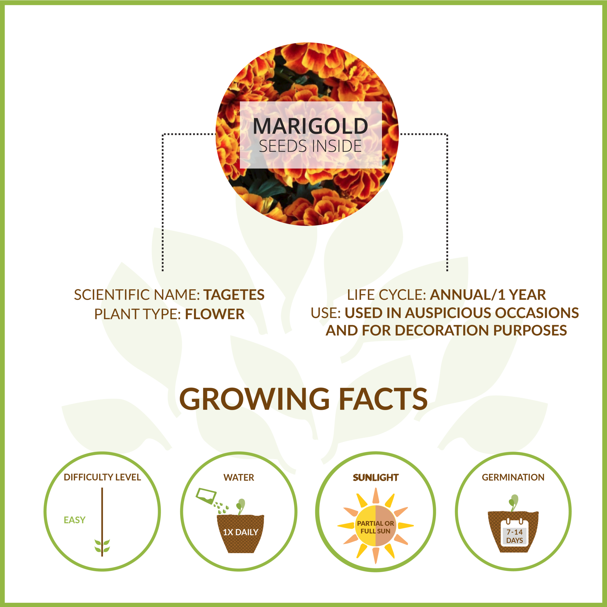 Marigold Large Giy Kit (2048x2048), Png Download