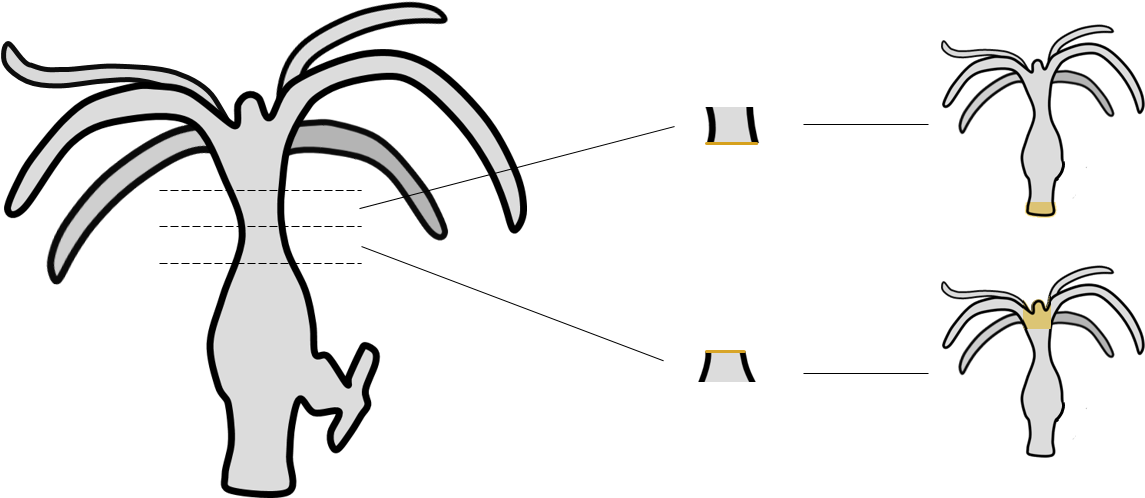 Regeneração Em Hydra - Illustration (1146x555), Png Download