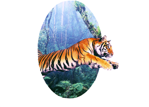 Oval Frame - Siberian Tiger (620x600), Png Download