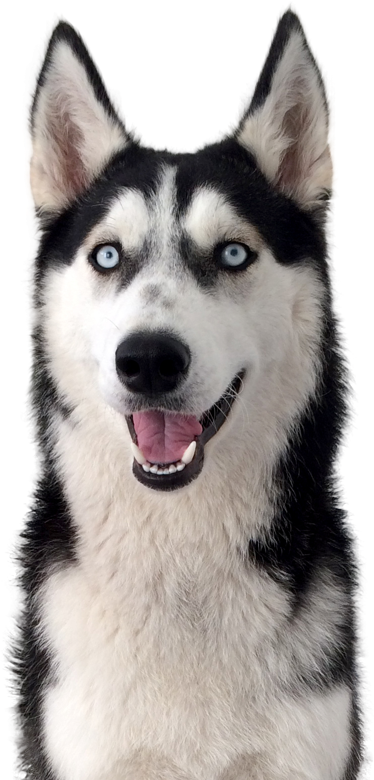 Der Husky - Husky Ausdauer (1044x1596), Png Download