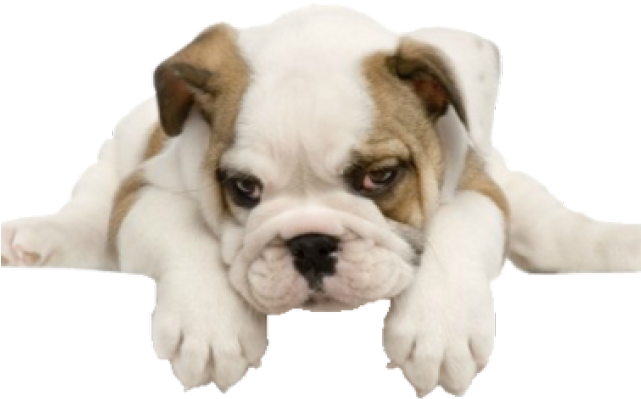 English Bulldog Puppies (640x480), Png Download