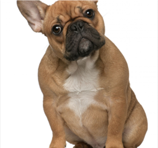 Bulldog Png Transparent Images - Puppy (640x480), Png Download