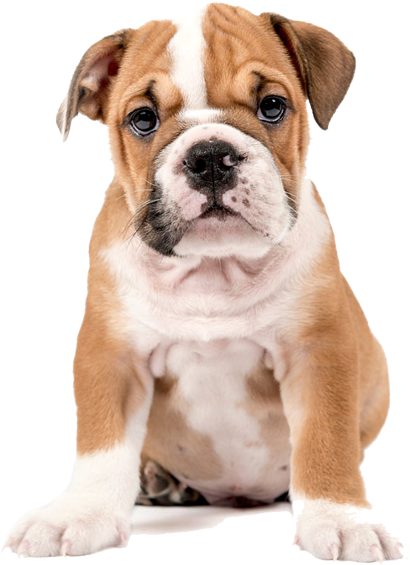English Bulldog Cross Golden Retriever (500x750), Png Download
