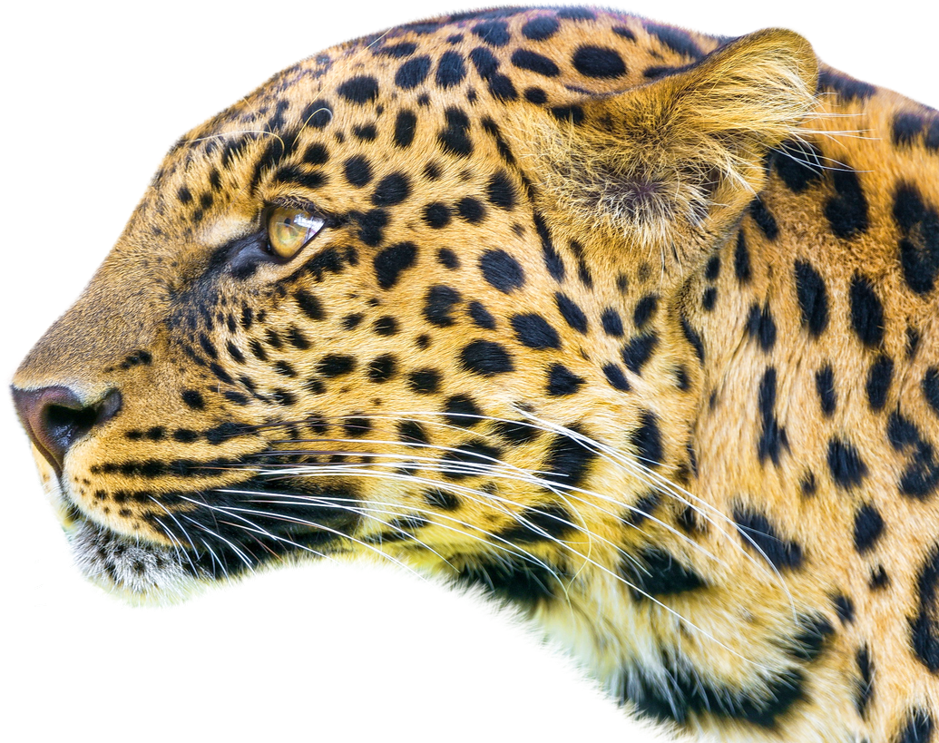 Leopard - Android Application Package (1050x848), Png Download