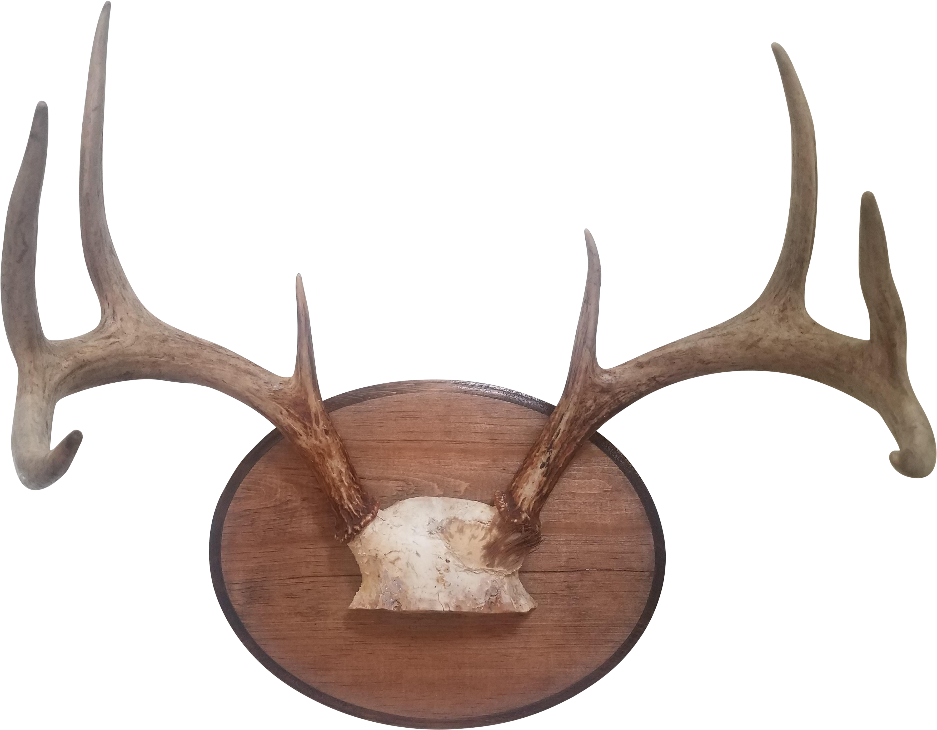 Deer Antler Png - Antler (3954x3081), Png Download
