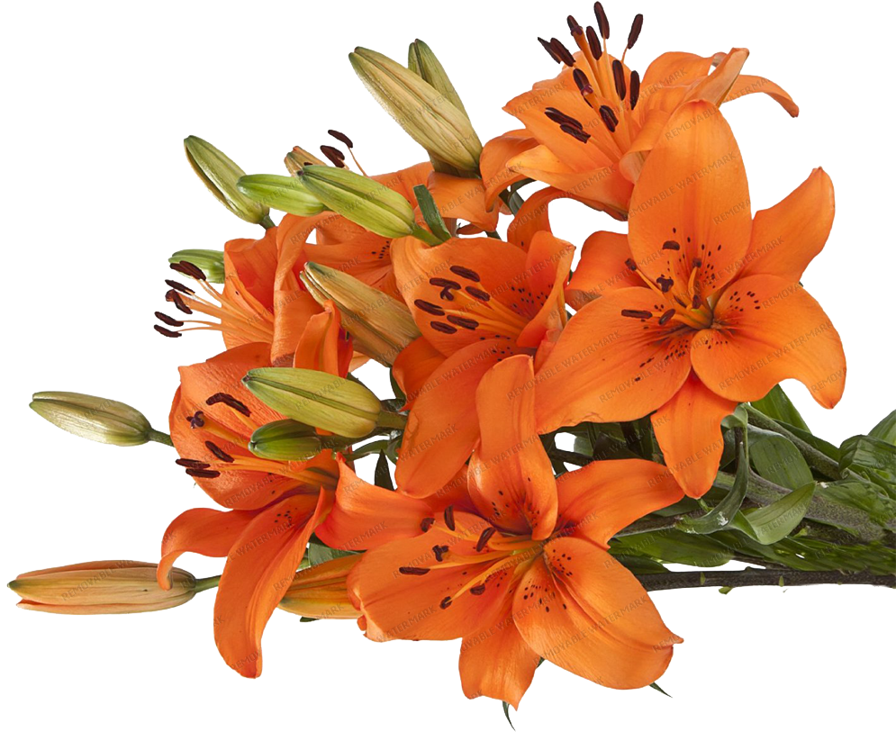 Asiatic Lilies - Orange Lily (1000x1000), Png Download
