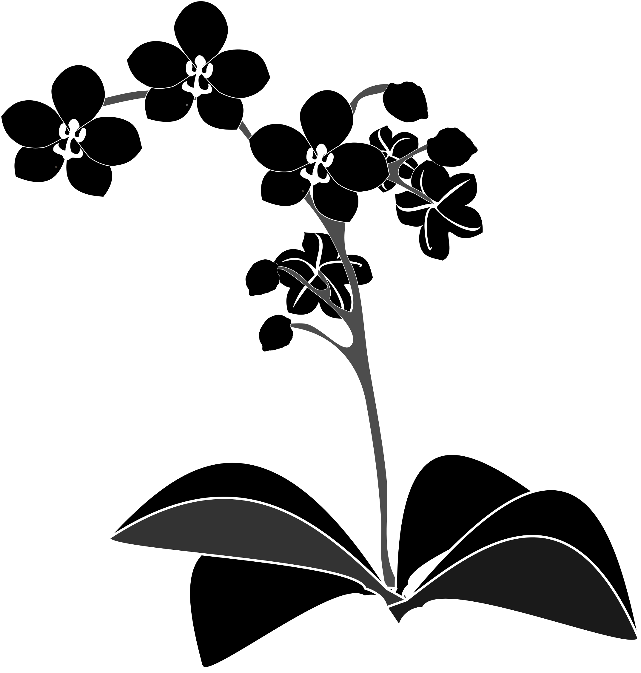 Clipart - Orchid Clipart Black And White (2400x2400), Png Download