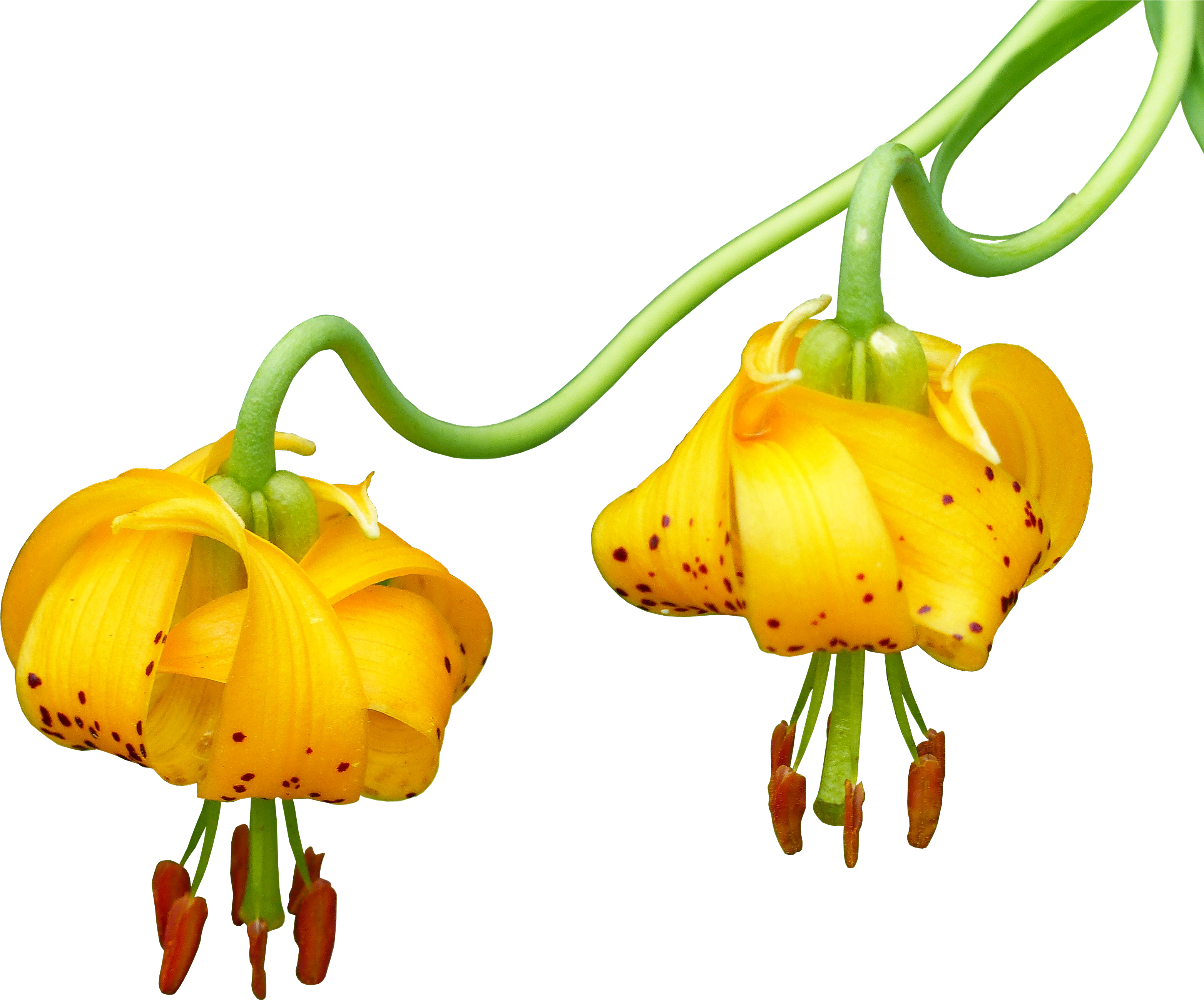 Yellow Canada Lily (3255x2678), Png Download