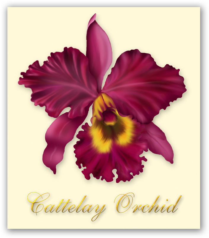 Cuttelay Orchid Illustration - Cattleya Labiata (713x813), Png Download
