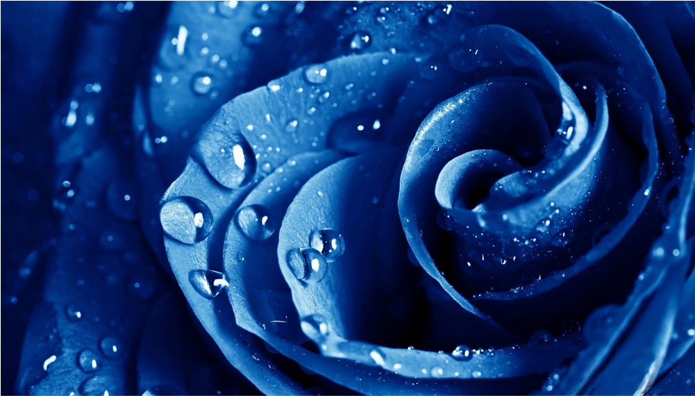 Score 50% - Rose With Water Drops On Black Background (1000x1000), Png Download
