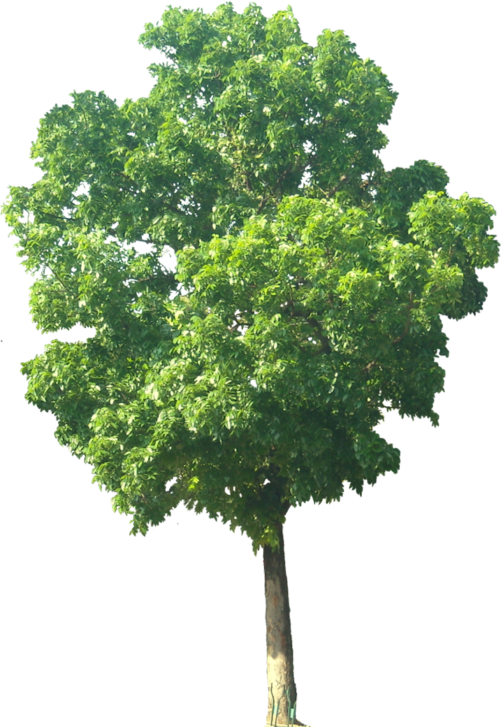 Mahogani, Small Tree, Height - Apple Tree Without Apple (717x1050), Png Download