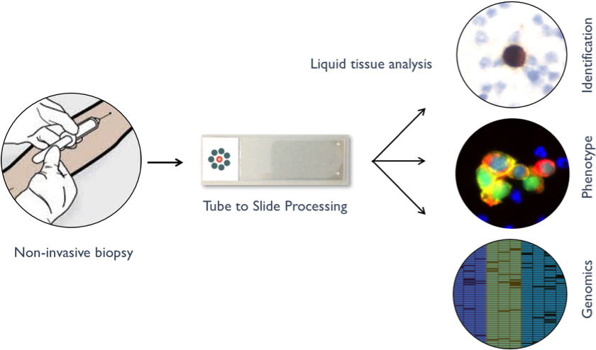 Ctcs Can Be Detected In Peripheral Blood Using A Simple, - Circle (852x493), Png Download