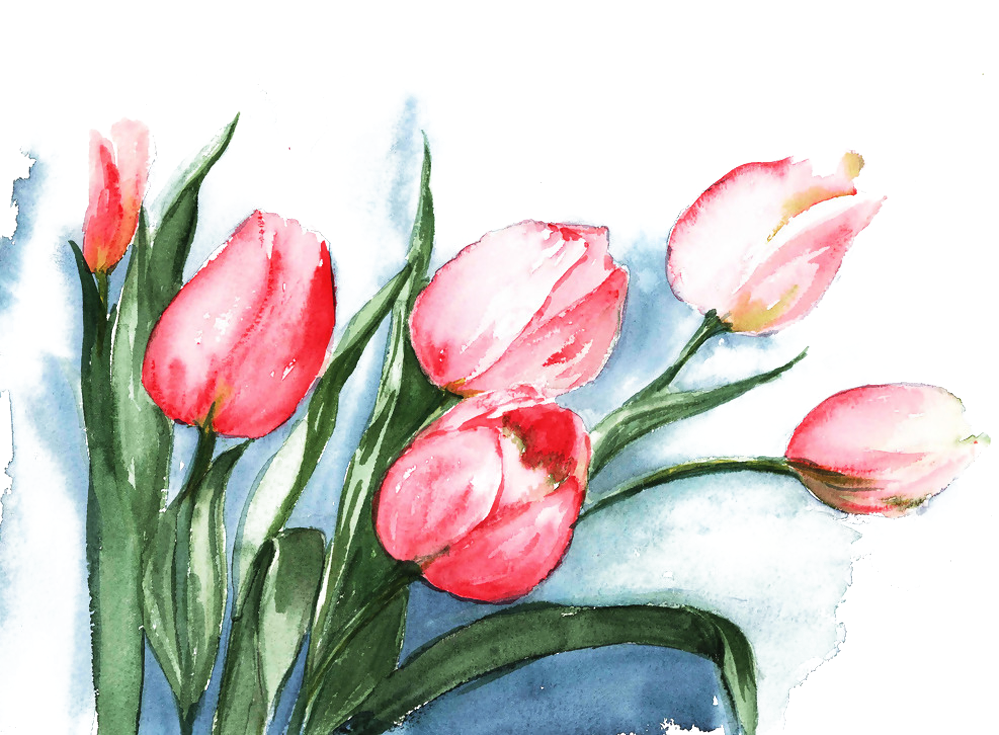 Flowers Watercolor Painting Drawing Illustration - Tulips Watercolor Painting (999x735), Png Download