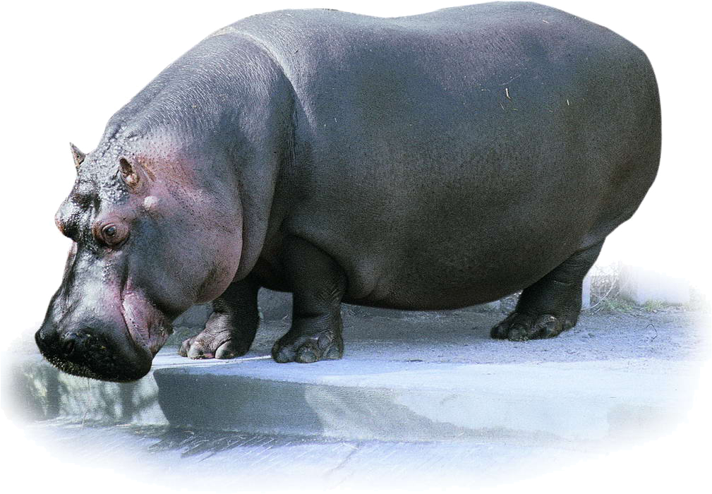 Hippo Transparent Images - 河马 (1024x821), Png Download