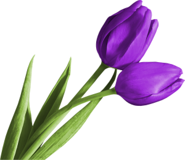 Tulip Png Free Download - Purple Tulip Flower Png (600x520), Png Download