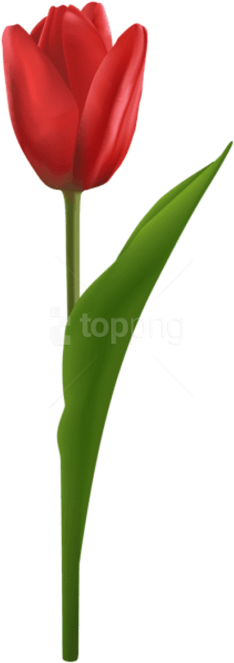 Free Png Download Tulip Red Png Images Background Png - Sprenger's Tulip (480x1346), Png Download