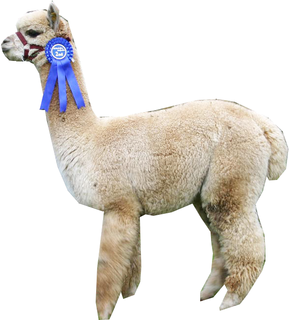 “ Alpaca ” - Llama (600x686), Png Download