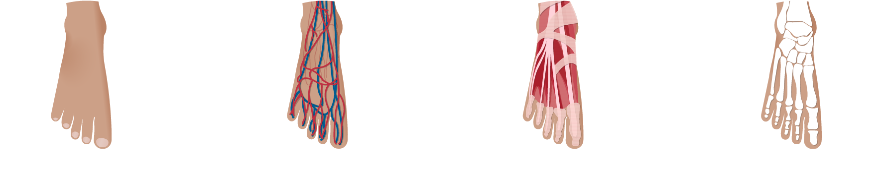 Footanatomy - Illustration (1770x462), Png Download