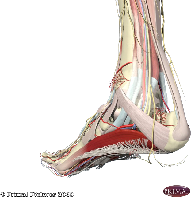 Nerves Associated With The Heel And Arch - Foot Arch Muscle Pain (660x660), Png Download
