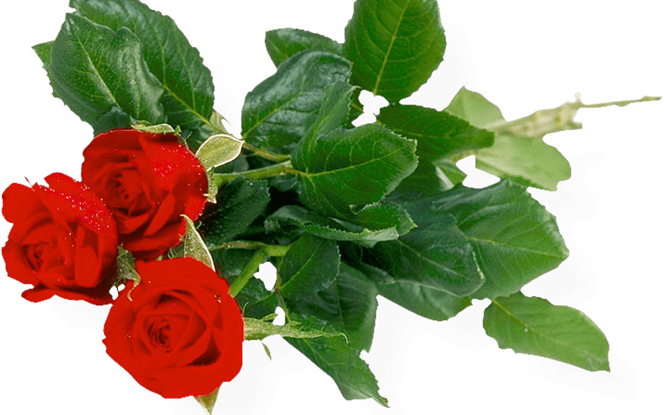 Download Rose Bunch Transparent Background Hq Png Image - Transparent Background Flower Bunch Hd Png (1368x855), Png Download