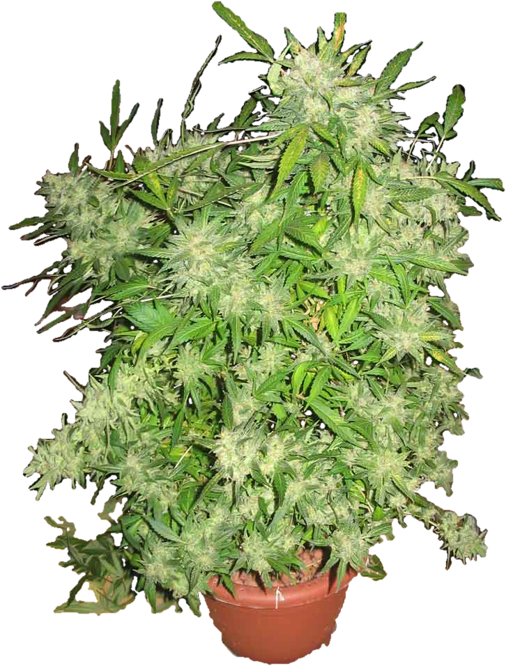 Dcouper Un Objet De Larrire Plan Dtourage - Culture Cannabis (800x1067), Png Download