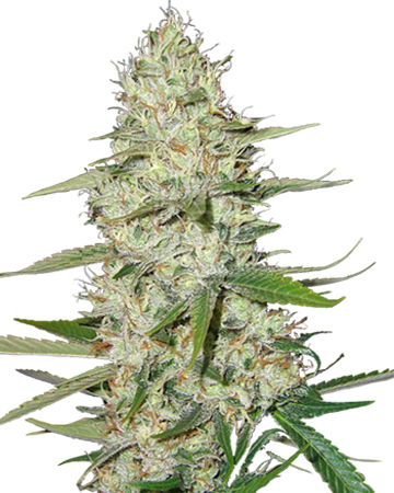 Power Plant Feminized Cannabis Seeds - Weed Plants Png (360x450), Png Download