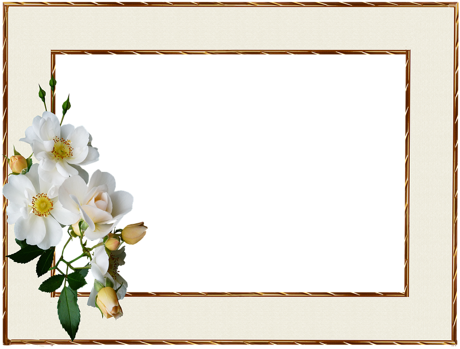 Frame, Gold Edge, White Rose - Wilcom (438x340), Png Download