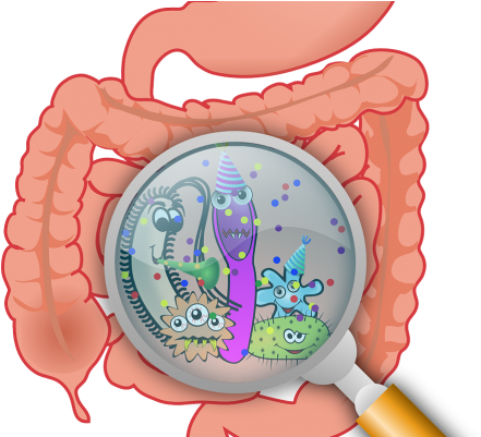 Are Gut Bacteria To Blame For Anxiety, Depression In - Essential Handbook To A Healthy Gut (495x400), Png Download