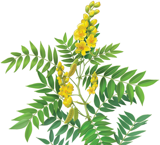 Senna Herbal Supplement - Alvita - Herbal Senna Tea Organic - 24 Tea Bags (600x560), Png Download