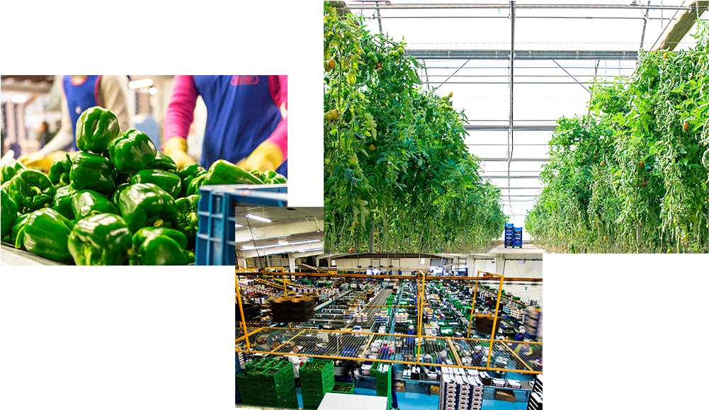Imágenes Escobi Comercializadora De Frutas Y Verduras - Vegetable (1000x600), Png Download