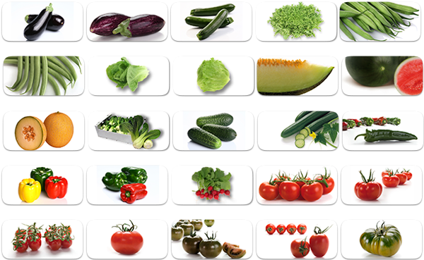 Empresa Hortofruticola Ubicada En El Polígono Industrial - Hortalizas Y Sus Nombres (600x382), Png Download