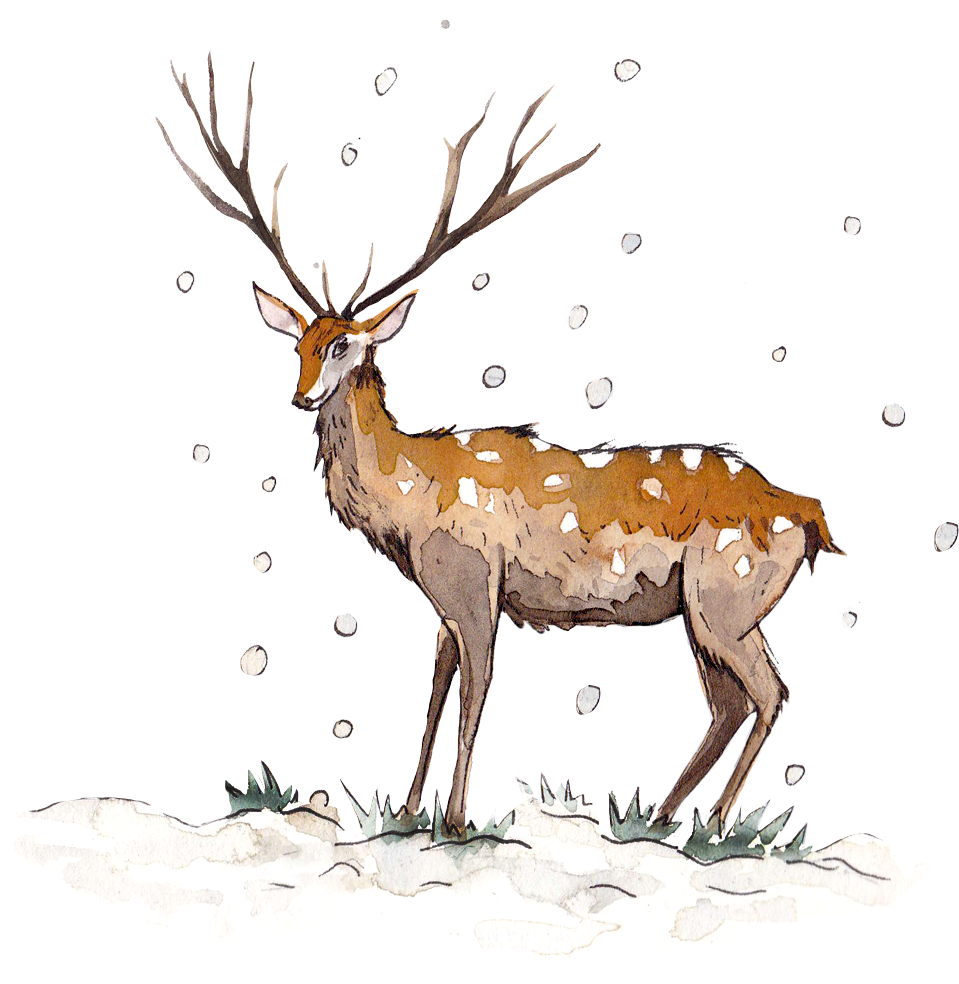 Nuevos Propósitos Para El - Reindeer (1150x1040), Png Download