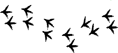 Chicken Tracks - On Hip - Chicken Tracks (563x244), Png Download