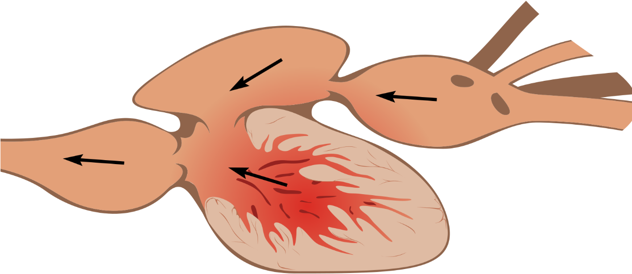 Bony Fish Heart (1280x720), Png Download