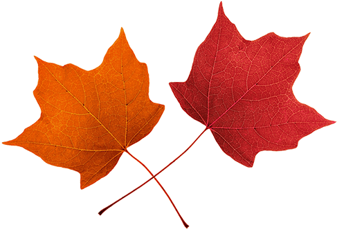 2018 Autumnal Appeal - Fall Leaf Clipart (502x353), Png Download