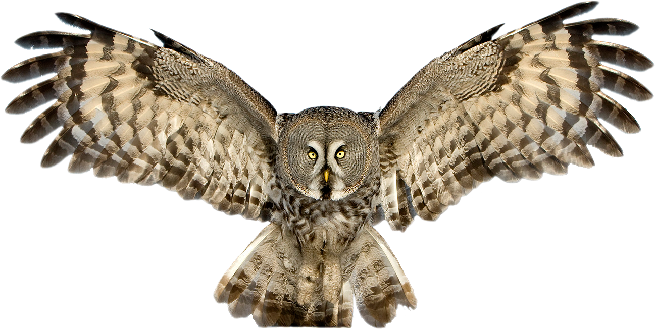 Great Grey Owl Clipart Cute - Owl Png (1297x652), Png Download