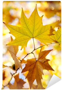 Autumn (400x400), Png Download