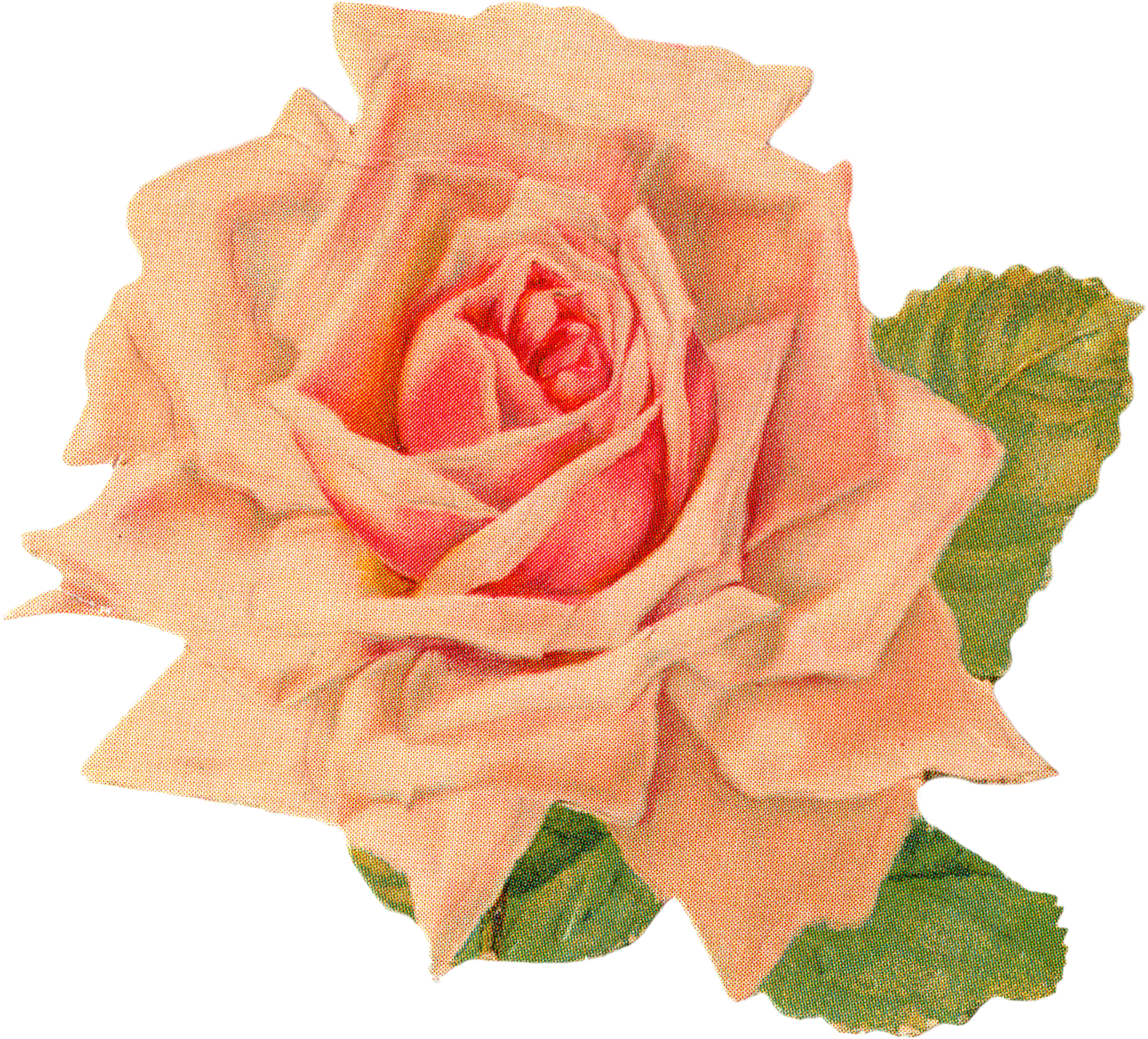 Rose 1 Rose 2 Rose 3 - Orange Vintage Flowers Png (2761x2550), Png Download