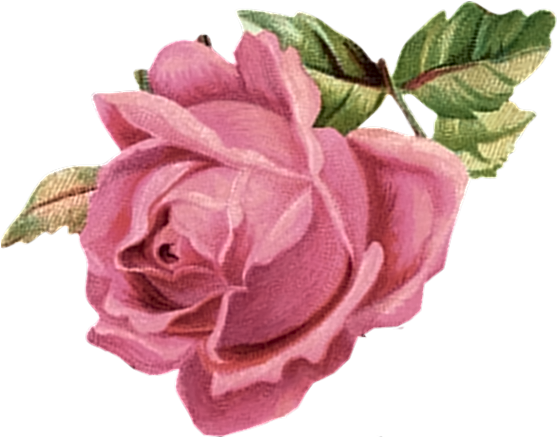 Pink Rose - Pink Flower Vintage Png (566x545), Png Download