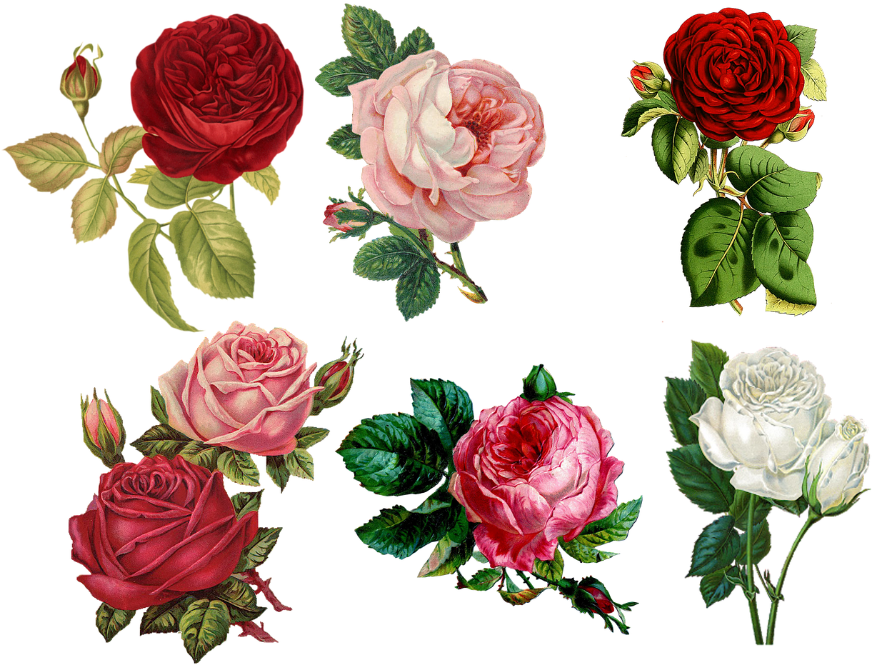 Roses, Collage, Sheet, Vintage, Antique, Painted - Flower Wallpaper Iphone (900x720), Png Download